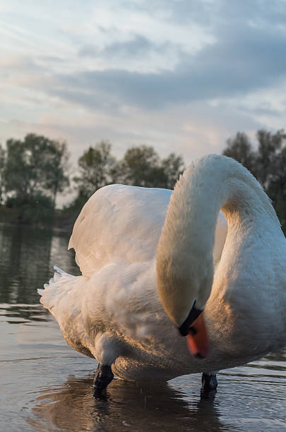 istock swan in the pond 476234112