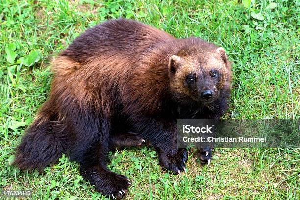 Wolverine Stock Photo - Download Image Now - Wolverine - Weasel Family, Animal Wildlife, Animals In The Wild