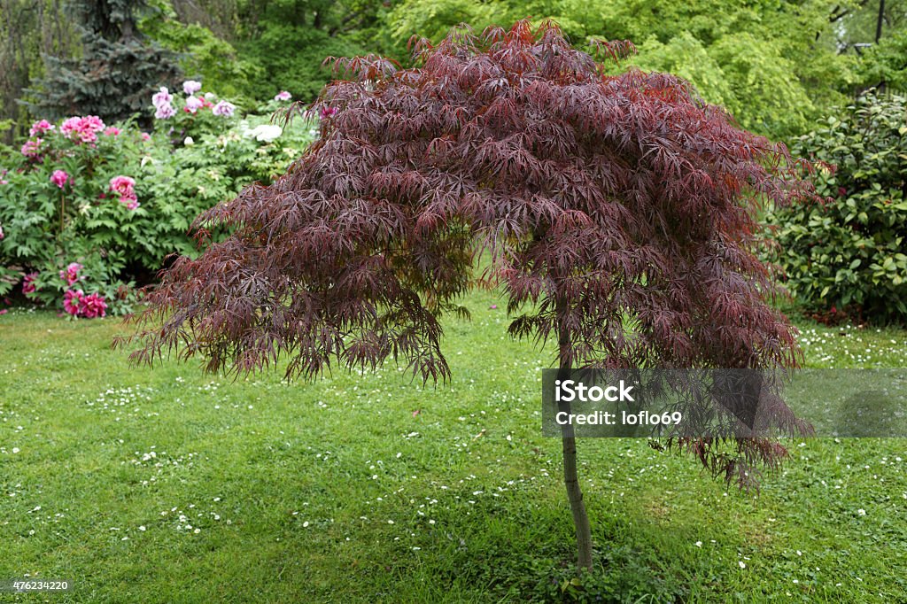 Acer palmatum Details of an acer palmatum in a beautifull garden. 2015 Stock Photo