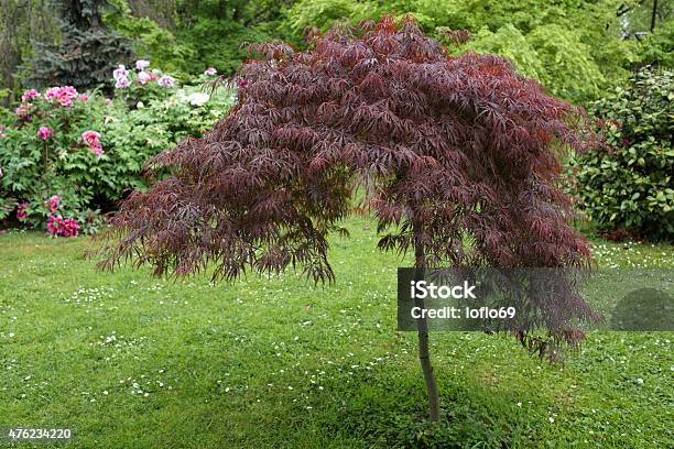 Acer Palmatum Stock Photo - Download Image Now - 2015, Beauty In Nature, Botany