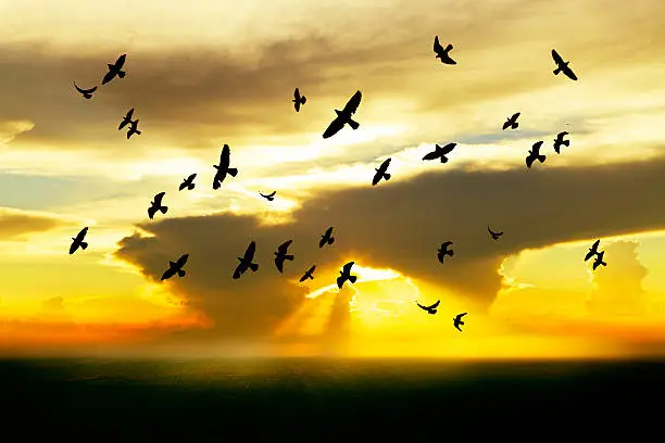 Photo of Birds flying in the sky with sunset