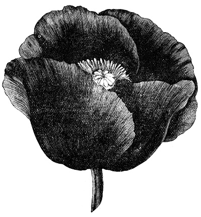 Engraved illustration of poppy flowers 