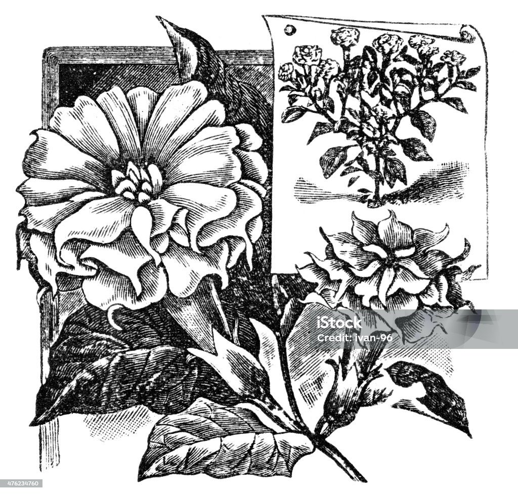 Datura Engraved illustration of Datura flowers  19th Century stock illustration