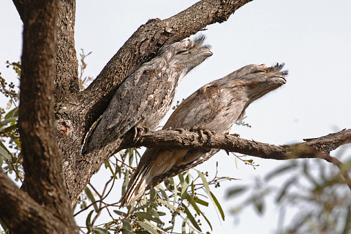 Tawny Frogmouth, Podargus strigoides, pair perched on branch, blending into surroundings, Victoria, Australia