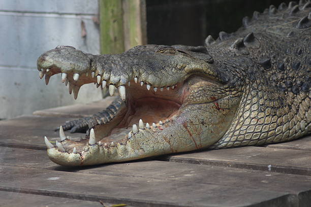 istock Saltwater Crocodile with Mouth Open 476235155