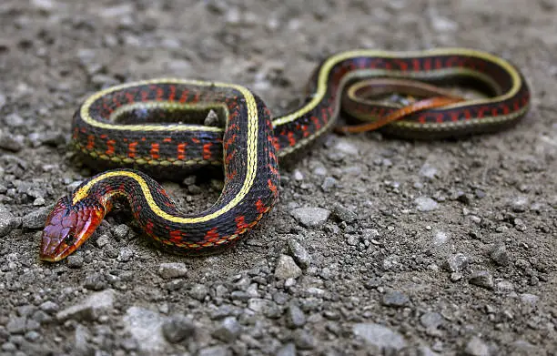 Garter snake warms itself on a gravel road.