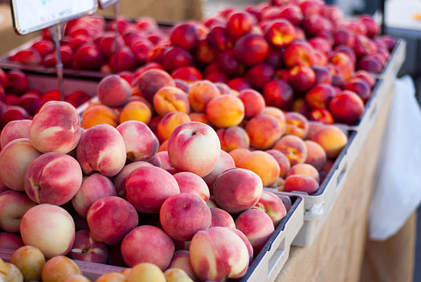 Agricultural activity in Italy and organic farming: picking peaches from the trees