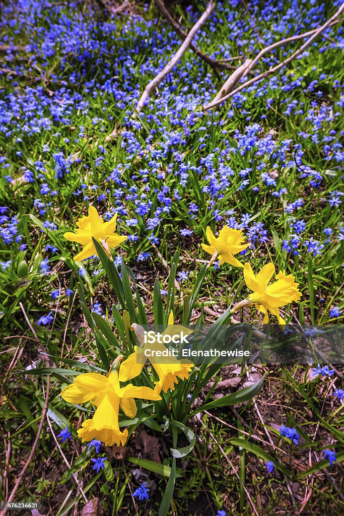 Primavera wildflowers - Royalty-free Abril Foto de stock
