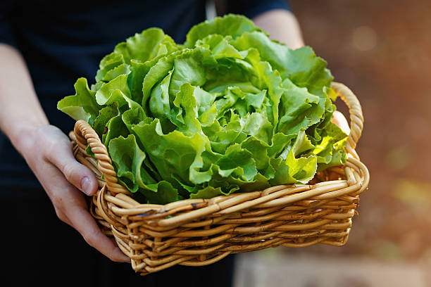 Hands holding basket with organic butter lettuce stock photo