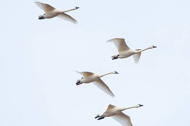 istock Tundra Swans Flying 476238226