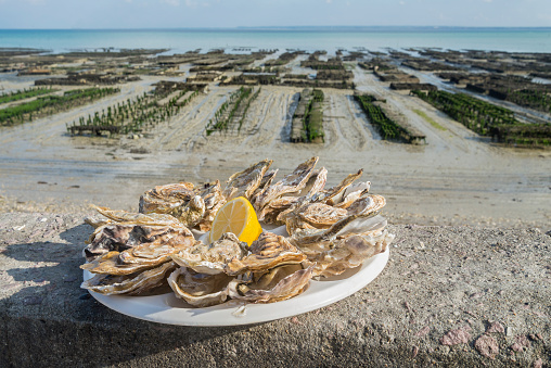 Fresh oysters served besides an oyster farm in the city of Cancale, France