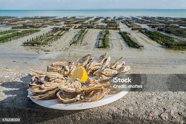 Fresh Oysters Stock Photo - Download Image Now - Oyster, Cancale, Brittany - France