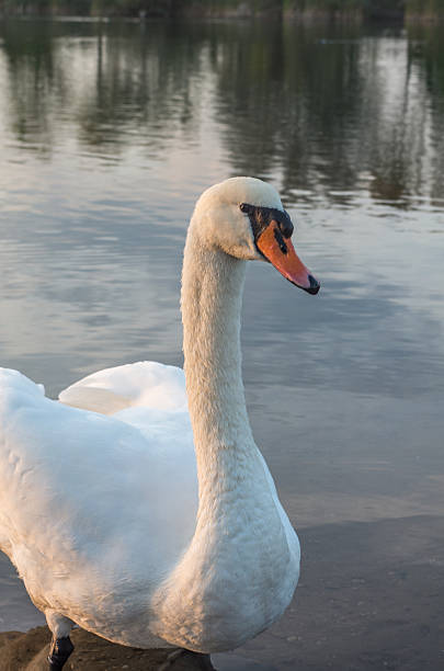 istock swan in the pond 476238430