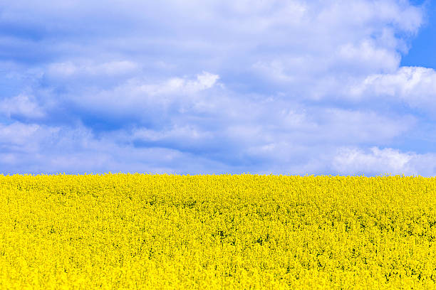 canola, la colza, biodiesel cultivo - fossil fuel biology oilseed rape agriculture fotografías e imágenes de stock