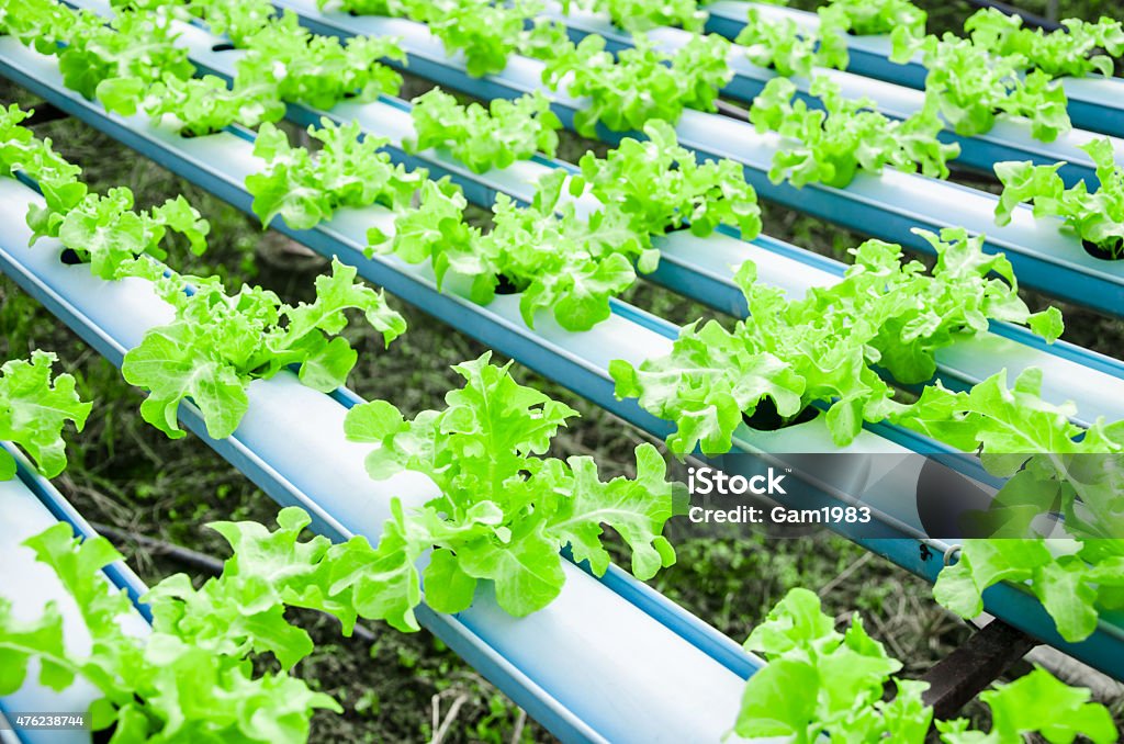 Organic hydroponic vegetable cultivation farm Organic hydroponic vegetable cultivation farm. 2015 Stock Photo