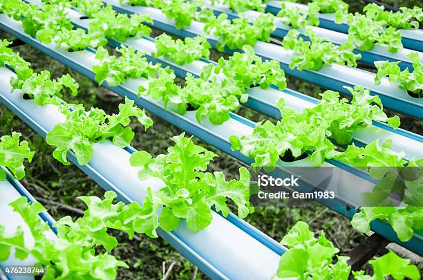 Organic Hydroponic Vegetable Cultivation Farm Stock Photo - Download Image Now - 2015, Agriculture, Asia