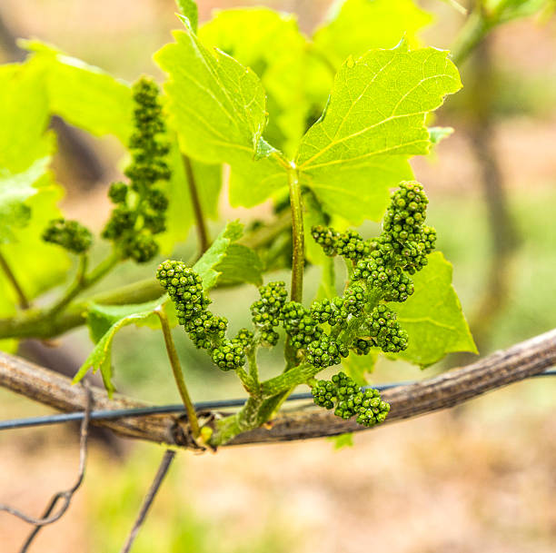istock grapes in the vineyard in springtime 476239162
