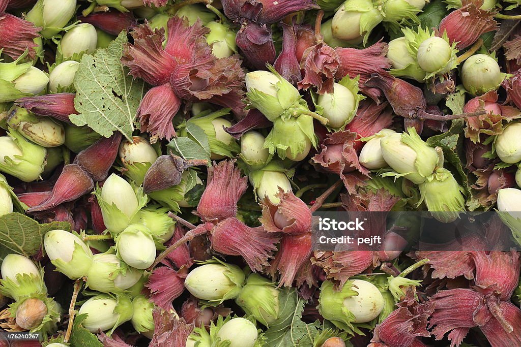 Fresh hazel nozes-cobnuts Quadro total - Foto de stock de Alimentação Saudável royalty-free