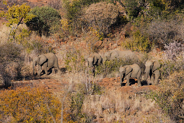 istock herd african elephants moving along a rocky ridge, autumn trees 476240571