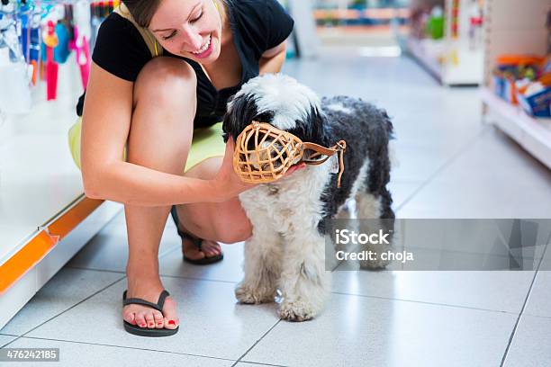 Fofo Terrier Tibetano Em Loja De Animais De Estimação Com Focinheira - Fotografias de stock e mais imagens de Animal