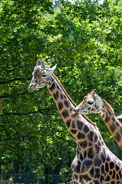 istock Giraffes. Mother and son. 476242289