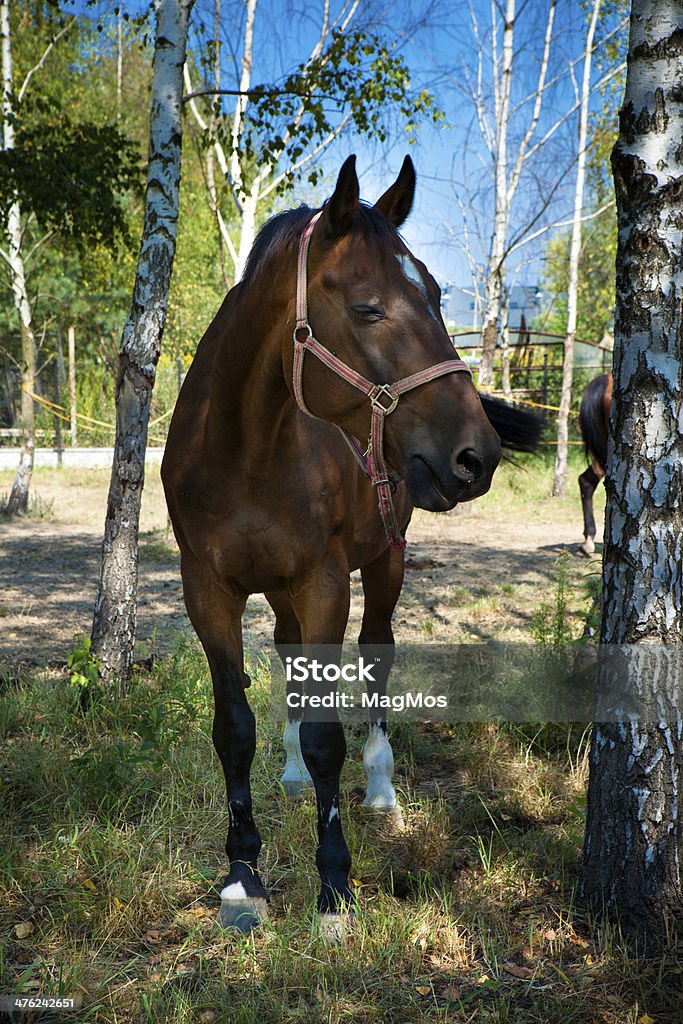 Cavalo no pasto - Foto de stock de Animal royalty-free
