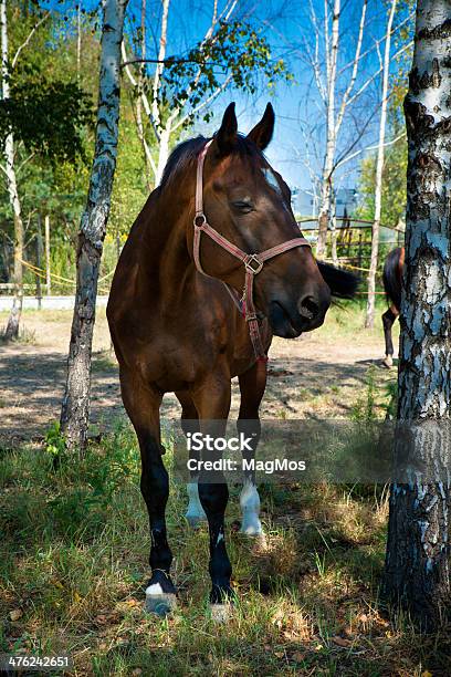 Foto de Cavalo No Pasto e mais fotos de stock de Animal - Animal, Arreio, Cabeça de animal