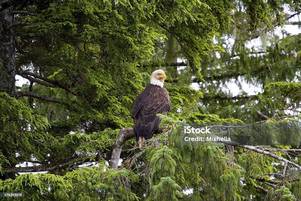 Águia americana - Foto de stock de Agressão royalty-free