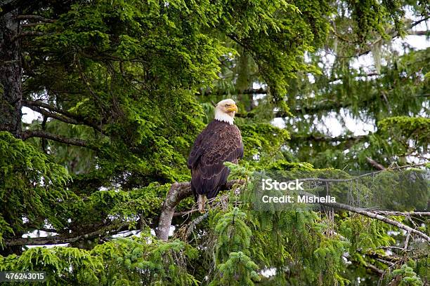 Foto de Águia Americana e mais fotos de stock de Agressão - Agressão, Alasca - Estado dos EUA, Alpes europeus