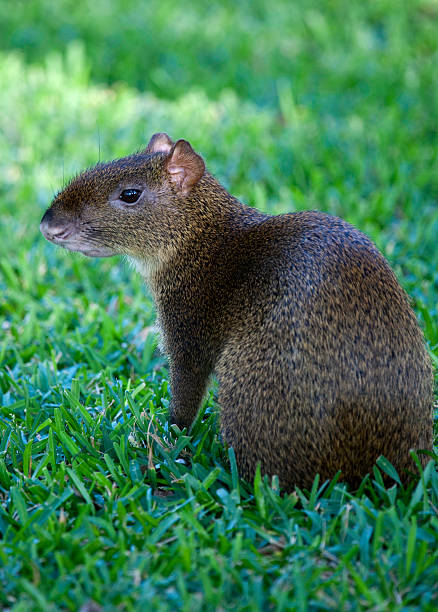 mexicaine agouti - agouti animal photos et images de collection