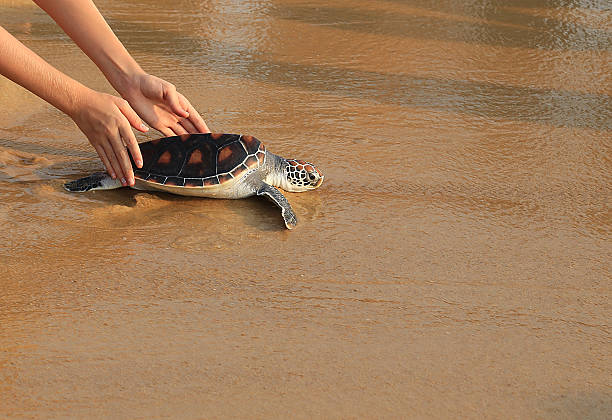 sea turtle de liberación - turtle young animal beach sand fotografías e imágenes de stock