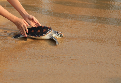 Sea turtle release, Phuket Thailand