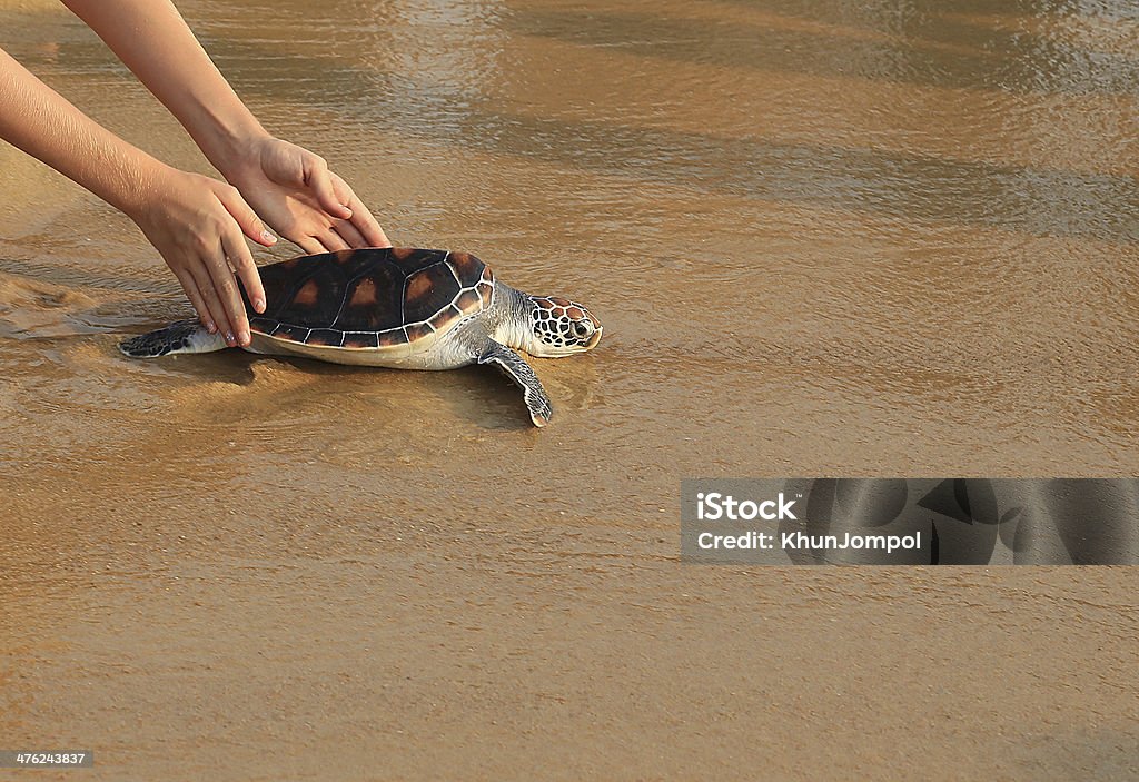 Sea turtle release Sea turtle release, Phuket Thailand Turtle Stock Photo