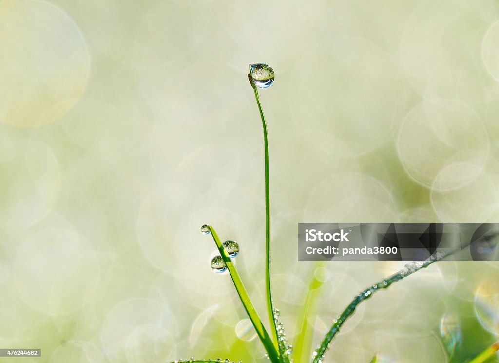 water drops on the green grass 2015 Stock Photo