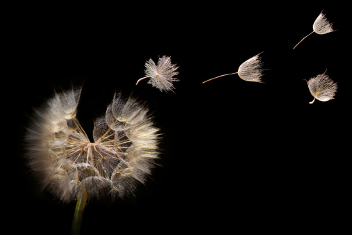 In the left corner a ripe Dandelion full with seeds si visible, a breeze from the left side causes four seeds to fly across the upper part of the picture to the right corner. Cut out on black background.