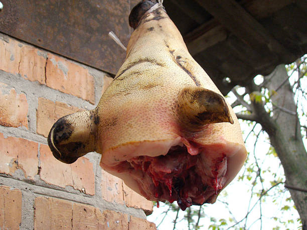 cabeça de porco - dead animal imagens e fotografias de stock