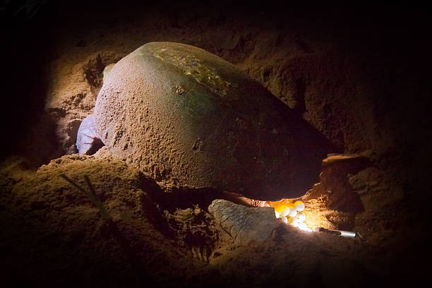 Turtle Laying Eggs in Sand Nest Mon Repos Queensland Australia