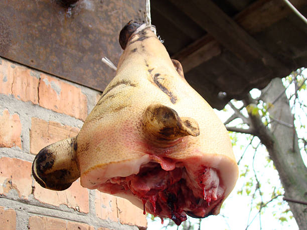 cabeça de porco - dead animal fotos imagens e fotografias de stock