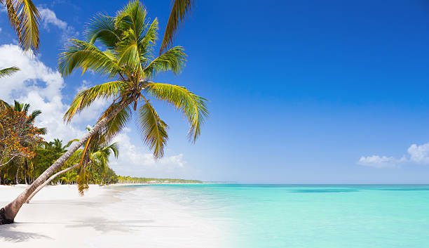tropical paradise-palma árvores na praia de areia branca - horizon over water white green blue imagens e fotografias de stock