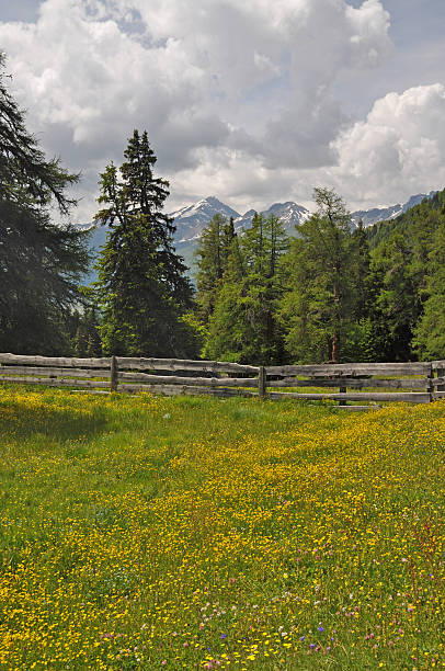meadow で nauders 、オーストリア - bergwiese ストックフォトと画像