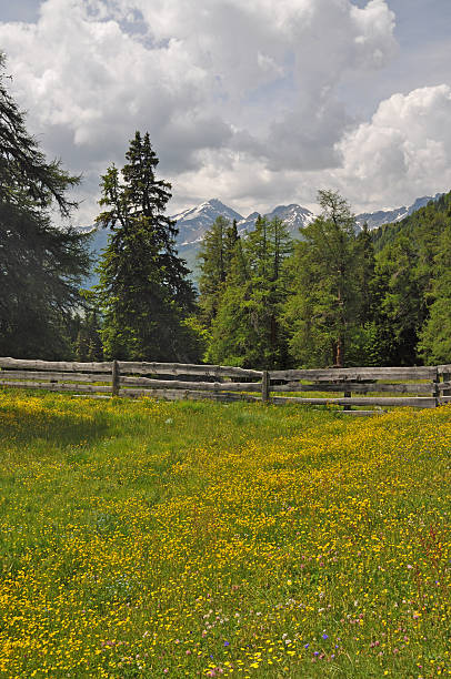 meadow no nauders, áustria - bergwiese - fotografias e filmes do acervo