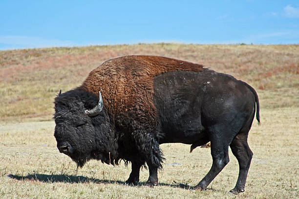 istock American Bison Buffalo Bull in Custer State Park 476248562