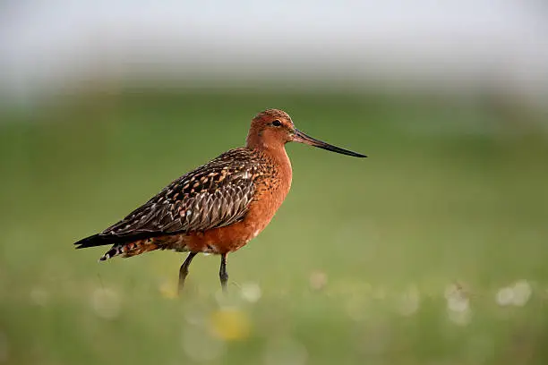 Photo of Bar-tailed godwit, Limosa lapponica