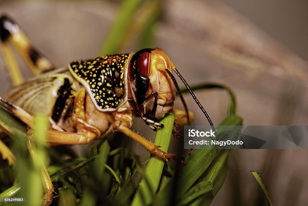 Una locust comer - Foto de stock de Aire libre libre de derechos