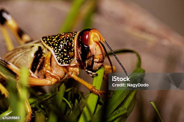 Una Locust Comer Foto de stock y más banco de imágenes de Aire libre - Aire libre, Ala de animal, Animal