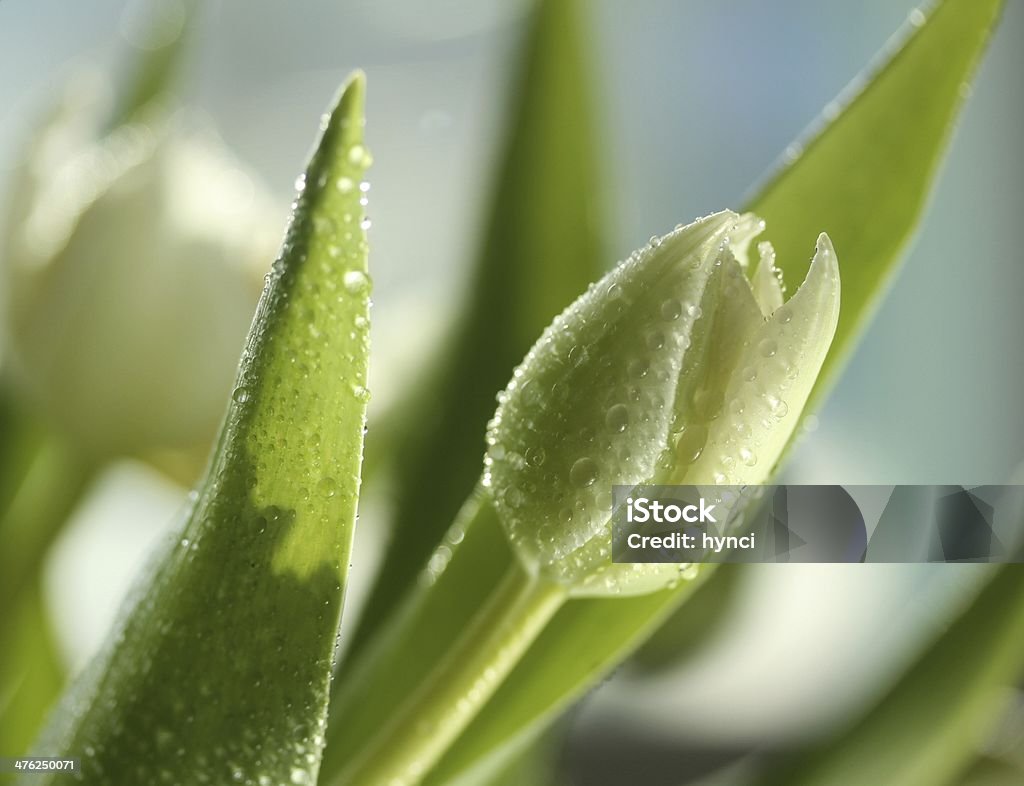 Gotas de água sobre branco na luz solar Túlipas - Royalty-free Beleza natural Foto de stock