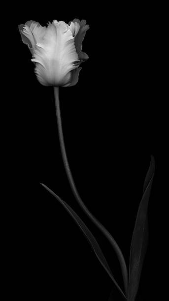 istock XXXL: Monochrome tulip isolated against a black background 476250790