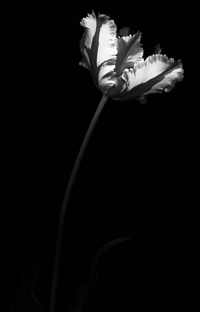 istock XXXL: Monochrome tulip isolated against a black background 476250792