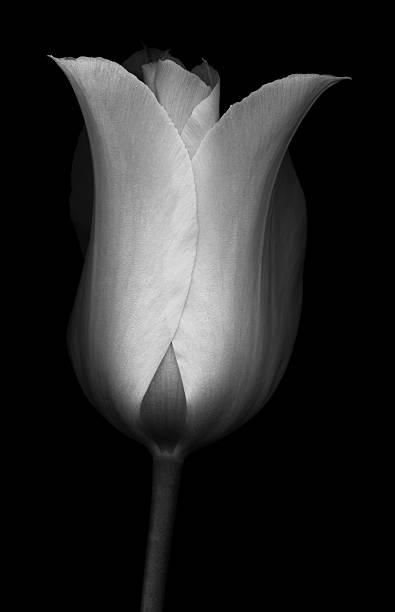 istock Monochrome tulip isolated against black 476252168