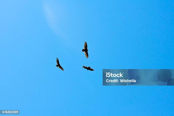 Fliegender Adler Stockfoto und mehr Bilder von Blau - Blau, Fliegen, Fotografie